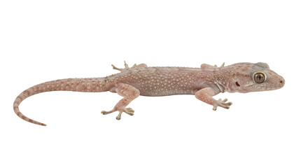 Naklejka premium House Gecko Isolated on Transparent PNG Gecko, lizard, reptile, house gecko, wall gecko,
