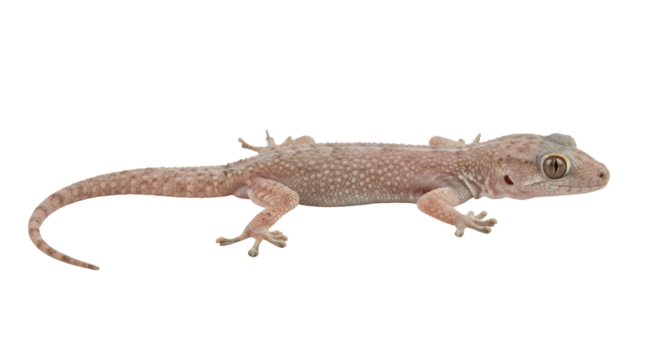 House Gecko Isolated on Transparent PNG Gecko, lizard, reptile, house gecko, wall gecko,