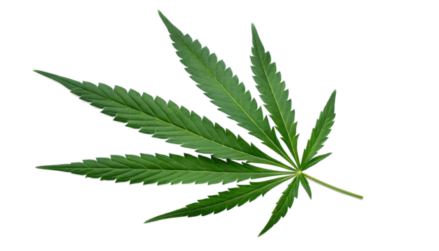 Cannabis or hemp or marijuana green fresh leaf isolated transparent background. PNG