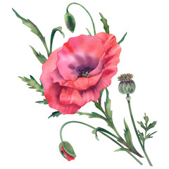 The poppies are red, on a white background. Watercolor illustration wildflowers, poppies, buds, leaves and stems. Hand-painted botanical flower clipart, floral design elements