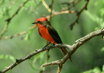 a pretty male vermillion flycatcher perched in a tree  on a sunny summer day in the phon d sutton tonto national forest, near phoenix arizona