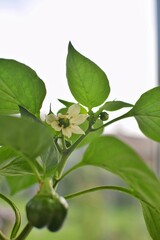 Flower and ovaries of bell pepper