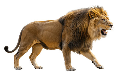 Obraz premium Roaring Adult Male Lion Walking on Transparent PNG Background, lion, male lion, adult lion, roaring, walking, feline, big cat