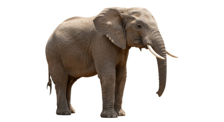 Fototapeta premium Large African elephant walking isolated on transparent png background