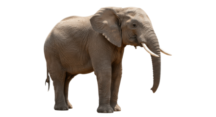 Large African elephant walking isolated on transparent png background