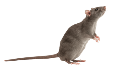 Gray Rat Standing on Hind Legs Looking Up on Transparent PNG Background, rat, rodent, mouse, pest, animal, mammal, small, domestic, wild, creature