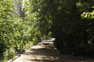 alley in the park
