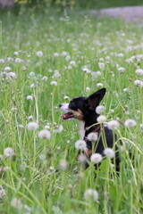 dog