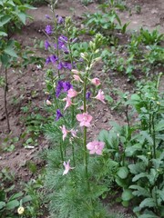 flowers in the garden