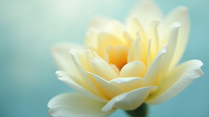 Fototapeta premium A delicate, pale yellow flower against a soft, blue background.