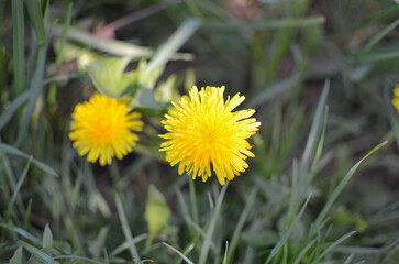 Obraz premium yellow dandelion flower in grass