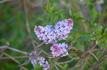 The lilac bloom on the branch