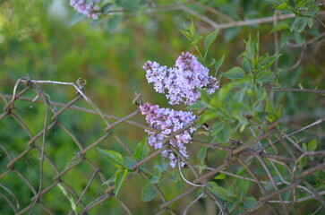 The lilac bloom on the branch