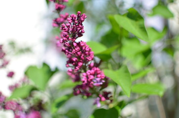 The lilac bloom on the branch
