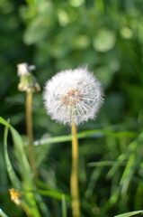 dandelion on green background