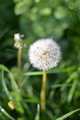 dandelion on green background