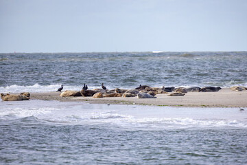 Eierland, De Cocksdorp, Texel, The Netherlands, Oktober 28th, 2024, A beautiful and serene coastal scene featuring seals basking in the sun and seabirds observing on a sandy beach