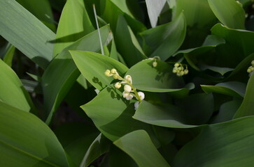 Obraz premium Lily of the Valley against a background of green leaves