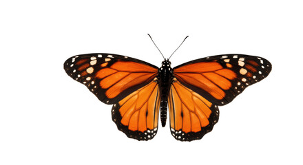 Obraz premium Monarch Butterfly with Wings Spread, Isolated on a transparent png Background, monarch butterfly, butterfly, insect, orange, black, beautiful, nature, wildlife 