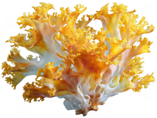 Exquisite coral fungus with a golden yellow hue displays intricate branching patterns creating a captivating organic artwork against a white backdrop.