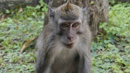 Close-up of a monkey