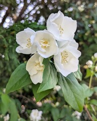 Vista de cerca de flores de Jazmín con fondo de follaje