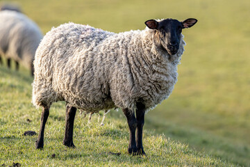 Obraz premium A close up of a sheep in the Sussex countryside, with a shallow depth of field