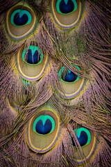 Fototapeta premium A full frame photograph of peacock feathers, with selective focus
