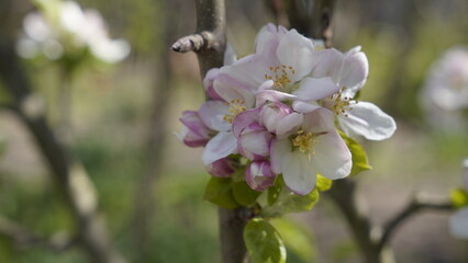 cherry blossom in spring