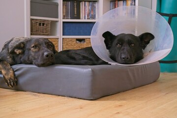 Two German Shepherds lying comfortably in a dog bed