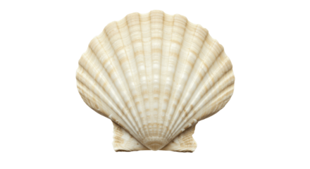 Classic Fan-Shaped Scallop Seashell with Ribbed Texture, Isolated on a White Background, scallopl, scallop shell, ocean