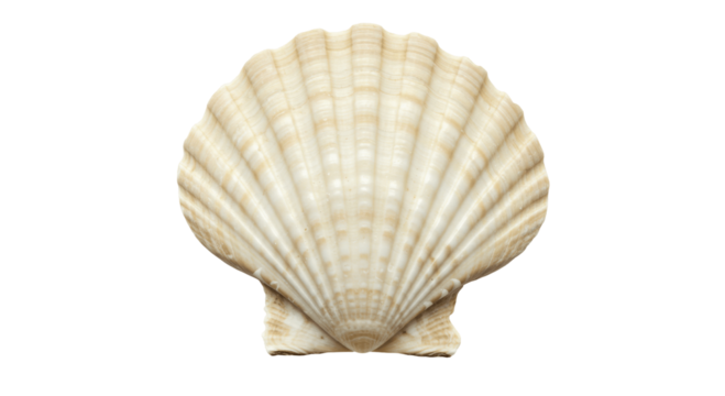 Classic Fan-Shaped Scallop Seashell with Ribbed Texture, Isolated on a White Background, scallopl, scallop shell, ocean