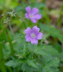 Beautiful Flower Makro with rain. High quality photo