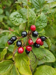 Red and black berries on a bush with green leaves