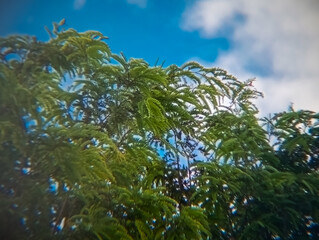 Obraz premium tamarind tree tops with cloudy blue sky