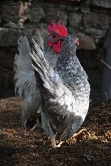Two chickens are captured in warm sunlight; one, with prominent gray and white speckled plumage, faces away while a vibrant red-combed rooster stands behind it.