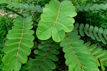  Cassia alata leaf or Ringworm Bush Treat skin diseases