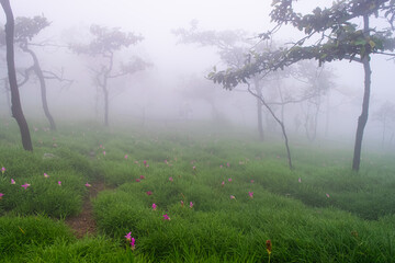 Siam Tulip field in the foggy morning at Pa Hin Ngam National Pa