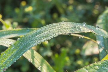 朝露に輝く草のアップ02