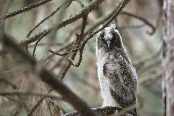 Kulaklı orman baykuşu » Long-eared Owl » Asio otus