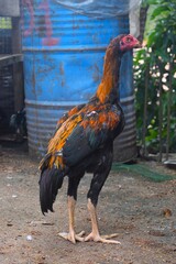 A striking, tall rooster with vibrant orange and black plumage and a prominent red head stands confidently on earthy ground, a blue barrel in the background.