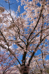 Cherry Blossom Tree in Full Bloom Against Clear Blue Sky
Branches of a cherry blossom tree covered with delicate white and pink flowers set against a vivid blue sky. A vibrant and serene image symbol
