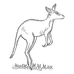 Hand drawn jumping kangaroo vector illustration. Sketch style Australian wildlife. Hopping Marsupial