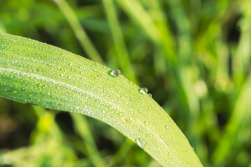 朝露に輝く草のアップ14