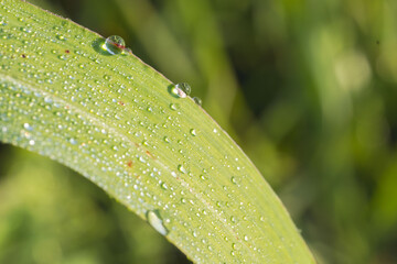 朝露に輝く草のアップ13