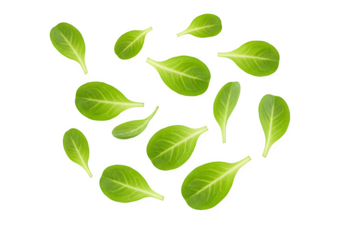Lamb's lettuce falling isolated on white or transparent background. PNG