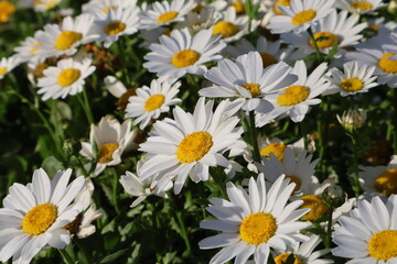 Obraz premium white daisies in a field