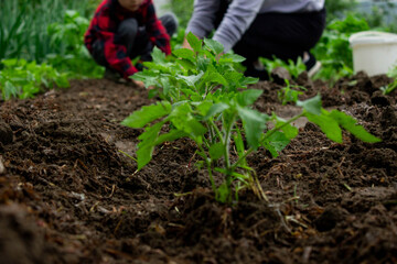 Boy planting tomato seedlings with his mother. Selective focus