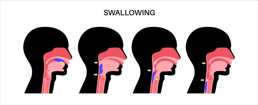 Swallowing process poster