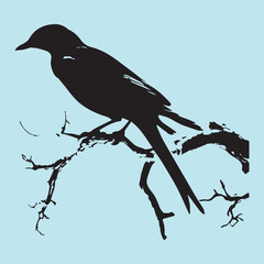black silhouette of a bird side view isolated